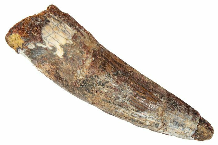 Fossil Spinosaurus Tooth - Real Dinosaur Tooth #346297